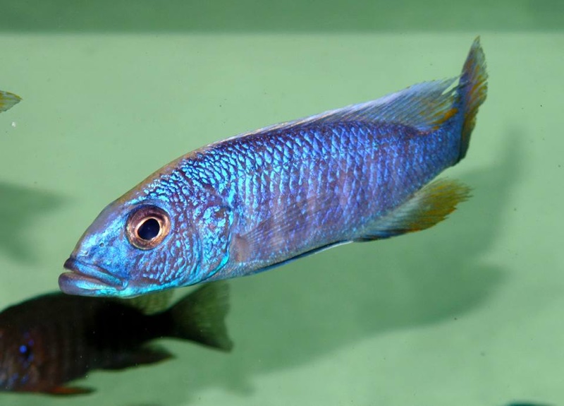 Sciaenochromis fryeri